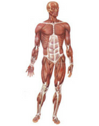 Productos para Sistema Óseo-Articular